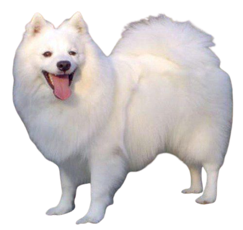 Indian Spitz