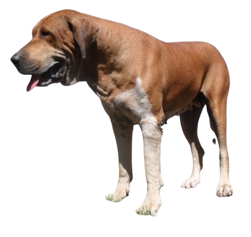 Kumanon Mastiff