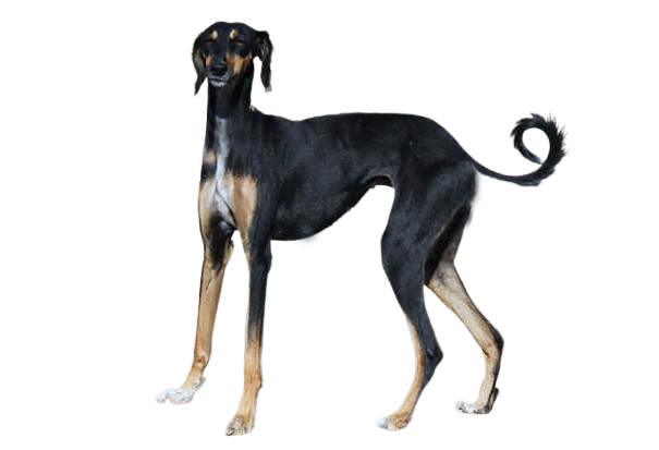 Mahratt Greyhound