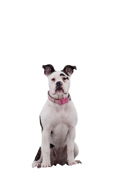 boxer-5902401_1920-removebg-preview