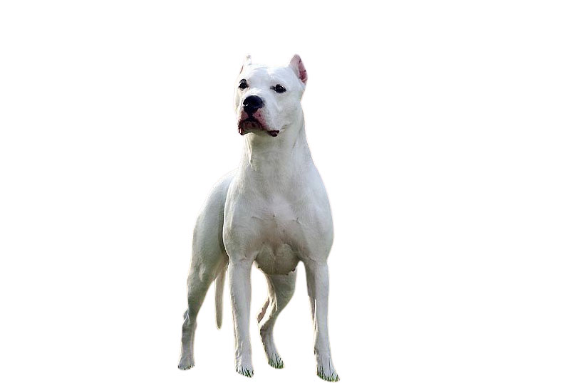 bully kutta bkd