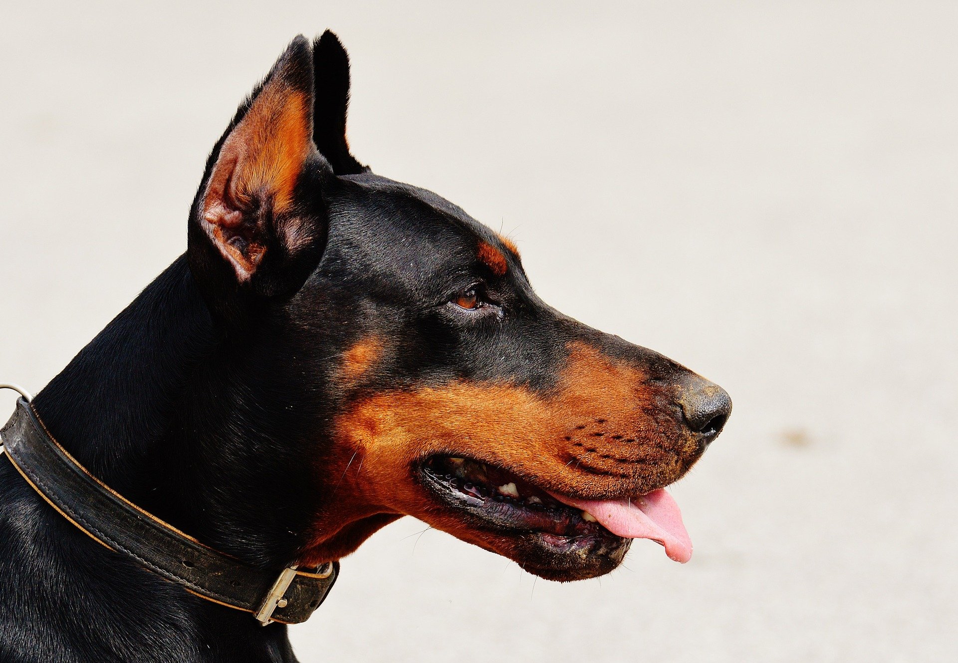 doberman-g32f9f94ac_1920
