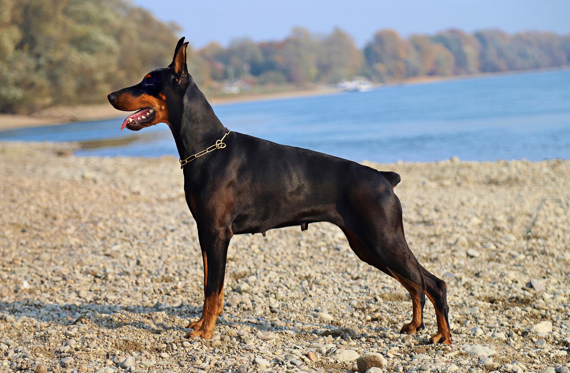 doberman-gd45b5784b_1920