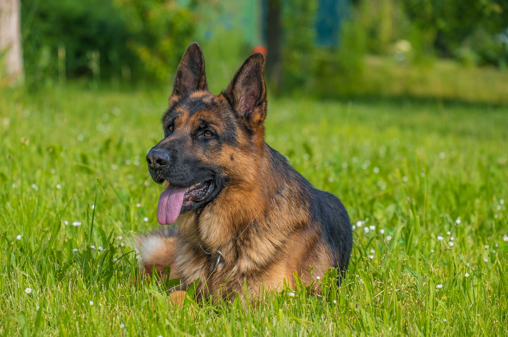 german-shepherd-gb7c210e2d_1920