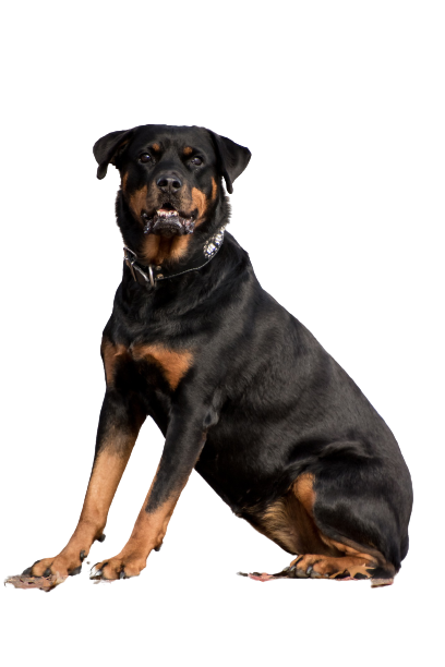 rottweiler-5767821_1920-removebg-preview